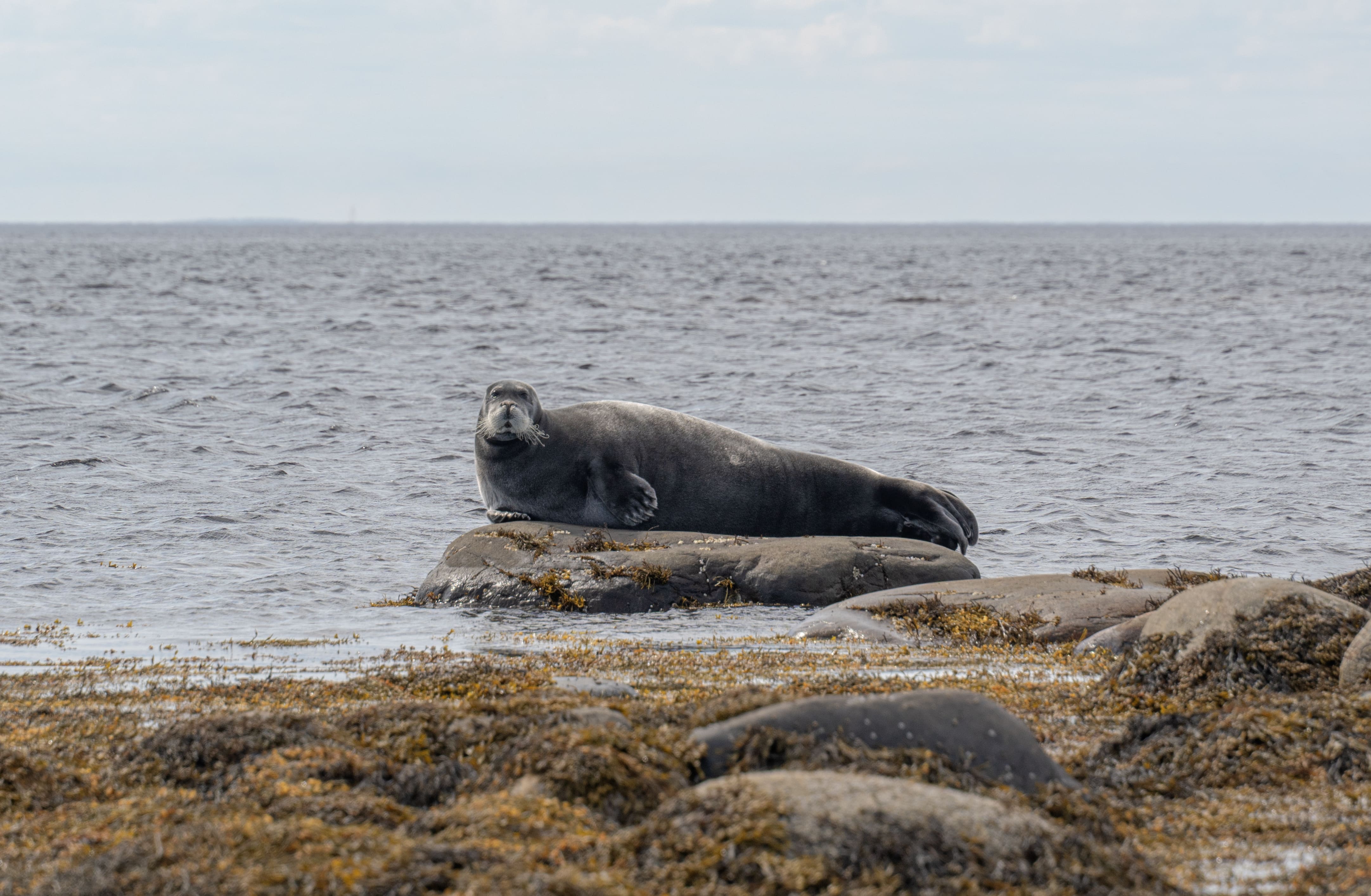 ФАНК-2026. Программа «Коротко о науке: Эхо Севера» – афиша