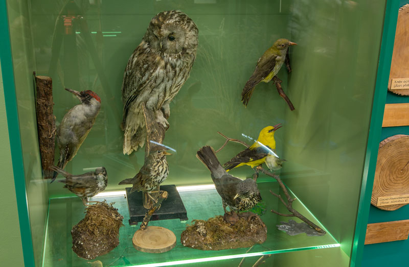 Зал природы в Тульском краеведческом музее – афиша