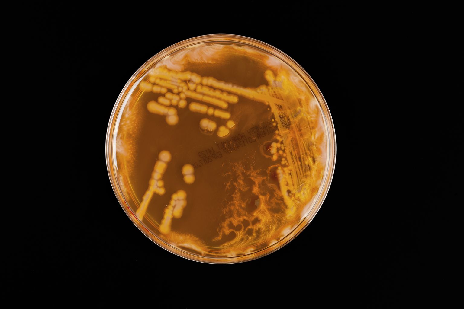 Супермикробы: борьба за жизнь – афиша