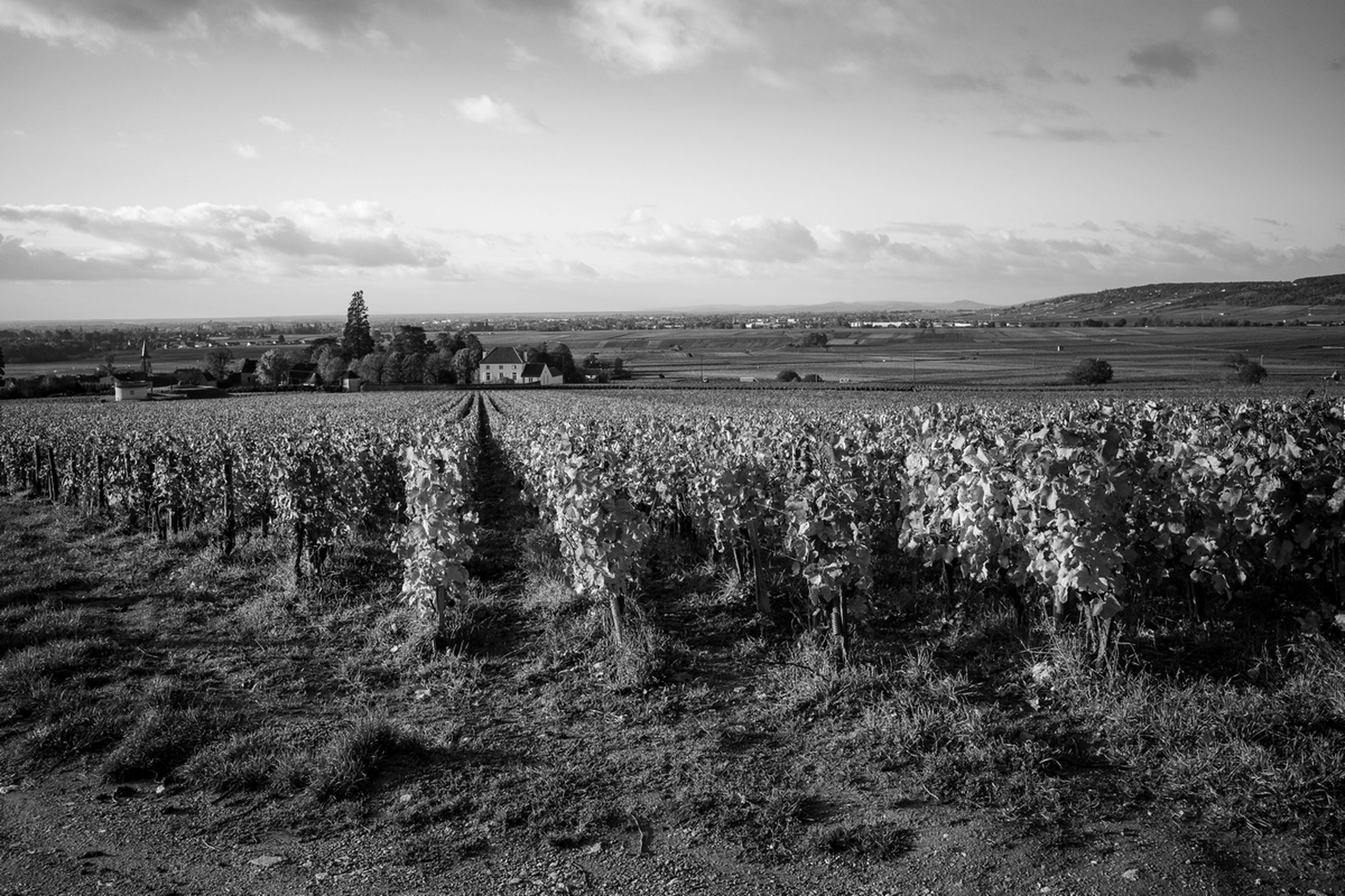 Павел Шинский. Виноделы – афиша