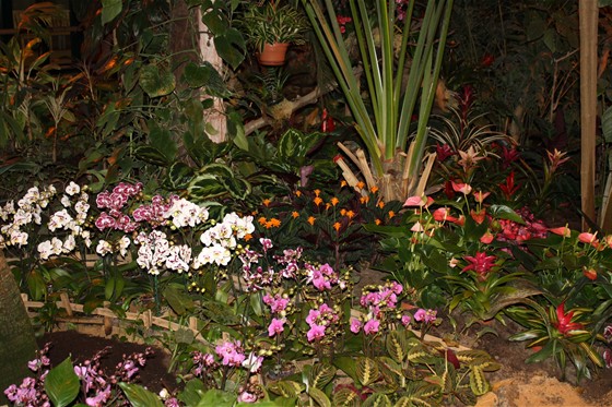 II Зимний фестиваль орхидей – афи�ша