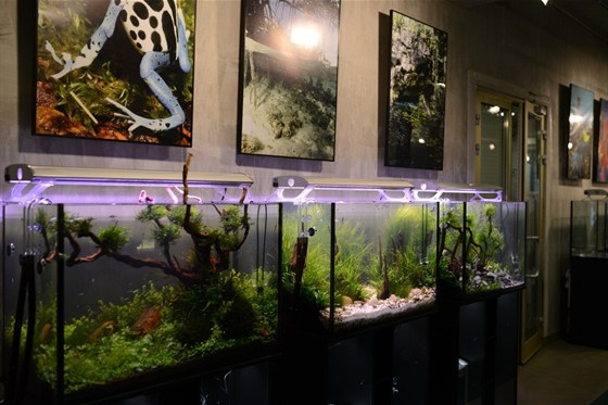 Галерея растительных аквариумов – афиша