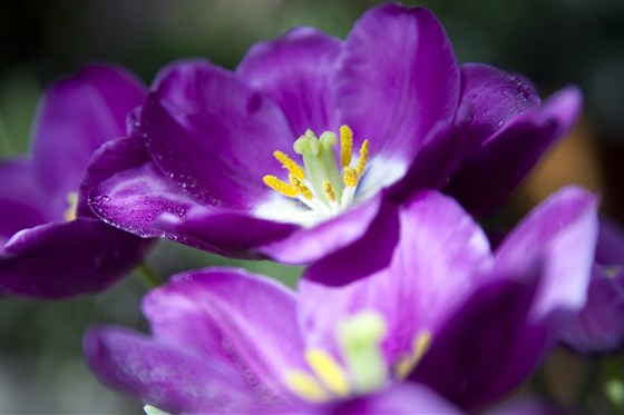 Цветов весны причудливые краски – афиша