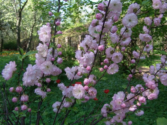 XV Весенний фестиваль цветов – афиша