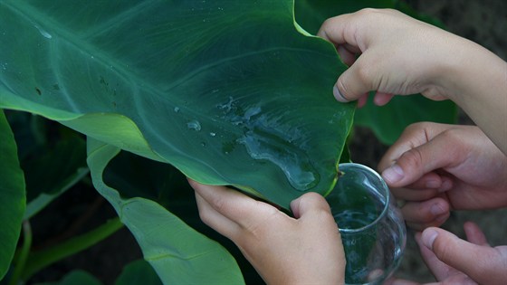 Небесные капли: Есико Тацуми — Суп как эликсир жизни – афиша