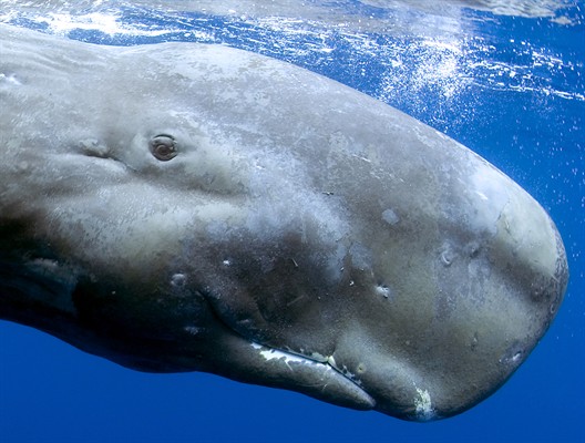 Дельфины и киты 3D – афиша