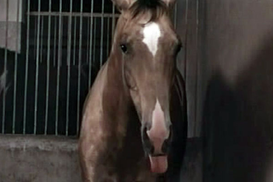 Самый красивый конь – афиша